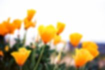 UNITED AND RESILIENT